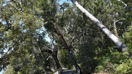 Koala Reserve Mangrove Boardwalk