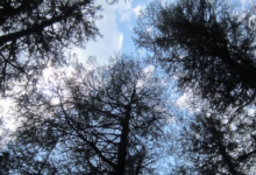 Vishnu Mandir景点图片