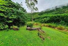 Khu du lịch sinh thái nhà vườn Đức Đường景点图片