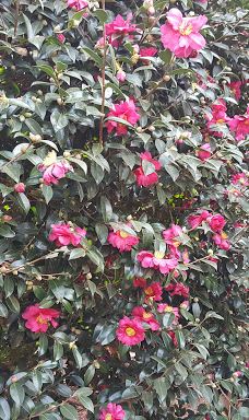 为美里山茶树群-西归浦市