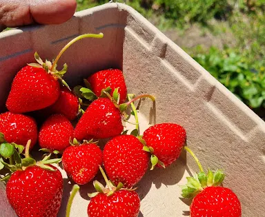 Lomas Orchards