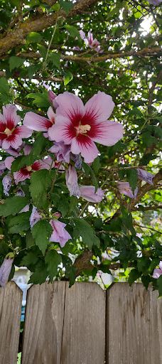 Colver Road Park-菲尼克斯