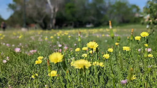 Olmos Walking Trail