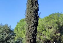Forestal Torre de la Reina Park景点图片