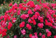 Dobias Landscaping & Garden Center Inc购物图片