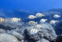 North Shore Dive Shop购物图片