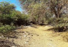 Bosque de Tamarugos La Huayca景点图片