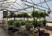 Jones's Garden Center购物图片