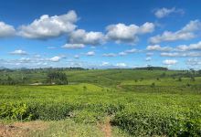 Thyolo Tea Estate景点图片