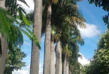 Praça das Palmeiras景点图片