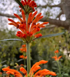 Redcliffe Botanic Gardens