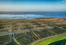 Westerhever Salzwiesen景点图片