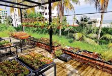 Bunface Potato Carnivorous Plants购物图片