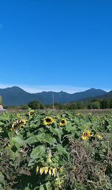 Damask Wind-鹿屋市