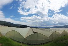 Subati Farm Subukia景点图片