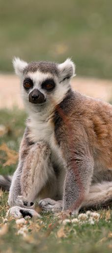 郎利特野生动物园-沃明斯特