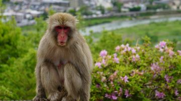 Arashiyama Monkey Park Iwatayama
