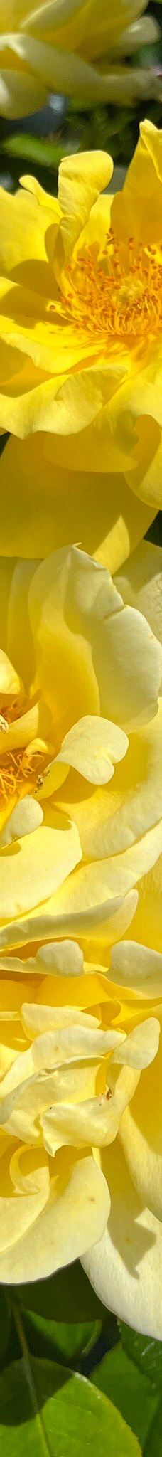 梦娜维尔花园-基督城