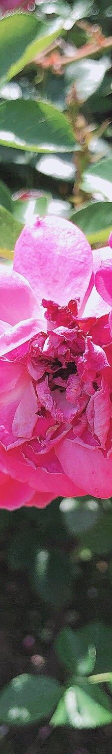 大神ファーム-日出町