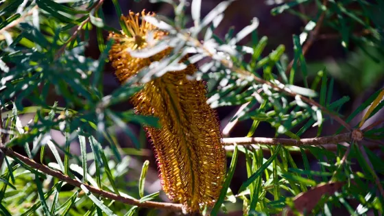 Girraween National Park