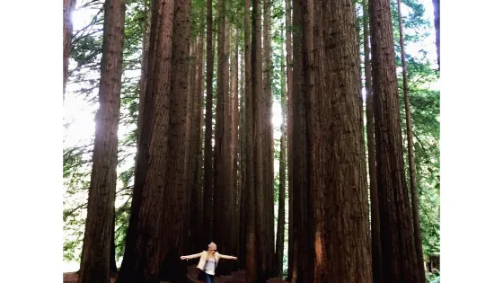 The Redwoods