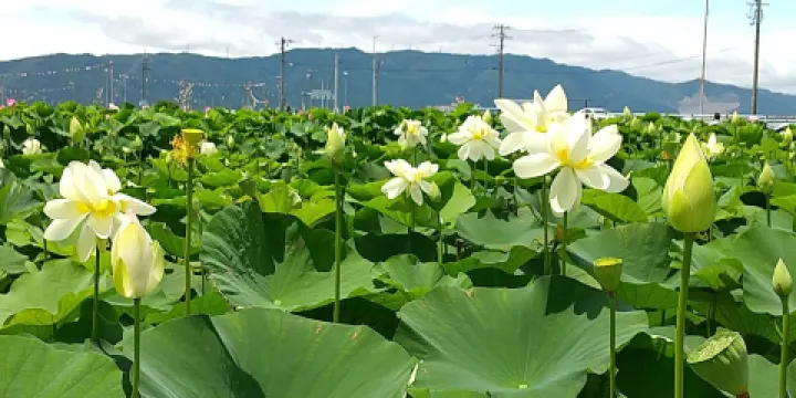 Morikawa Hana Hasuta