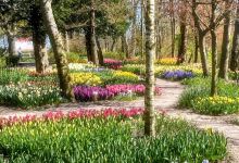 Poldertuin Anna Paulowna, Klein Keukenhof景点图片