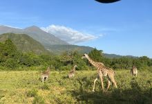 Joining Safaris景点图片