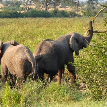 乌干达坎帕拉+卢旺达基加利+波特尔堡+伊丽莎白女王国家公园+布恩迪难以穿越的国家公园12日9晚跟团游