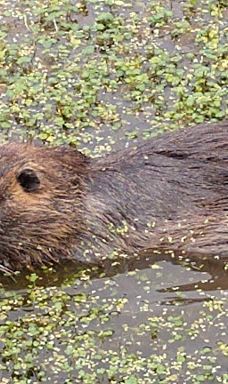 Bruce Starker Arts Park And Natural Area-科瓦利斯