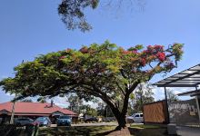Rotary Park (Mudgeeraba)景点图片