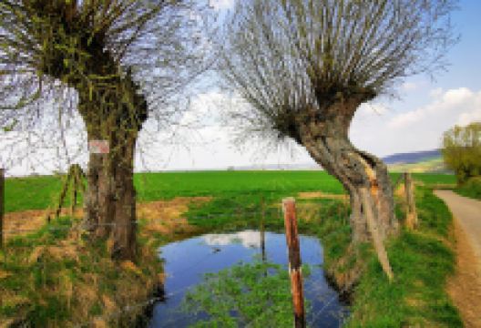 Route des vins景点图片