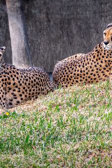 Selwo Aventura-埃斯特波纳