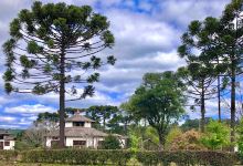 Parque Sakura景点图片