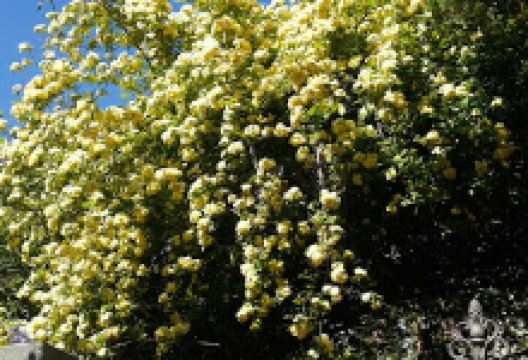 Montilia Bo Garden景点图片