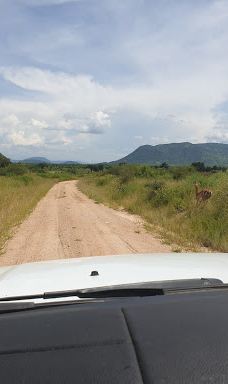 Ruaha National Park INGRESSO-伊林加