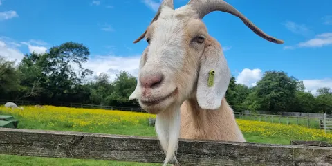 The Bucks Goat Centre