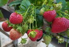 G R & P H Sutherland Caithness Summer Fruits景点图片
