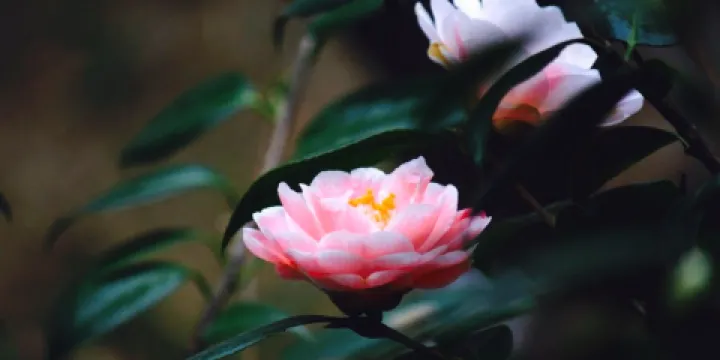 上海海灣國家森林公園-百鳥湖