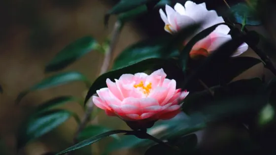 上海海灣國家森林公園-百鳥湖