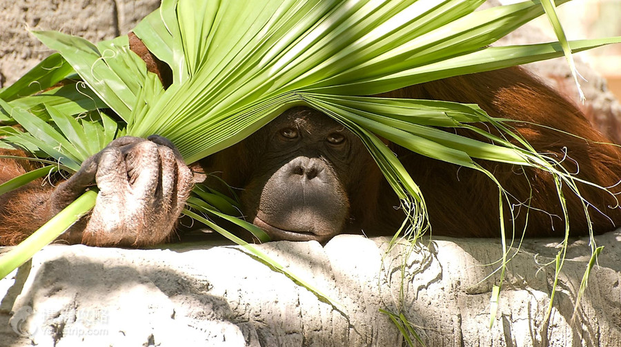 鳳凰城動物園
