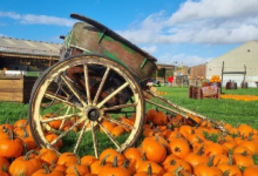 Cockfield's Farm Park景点图片
