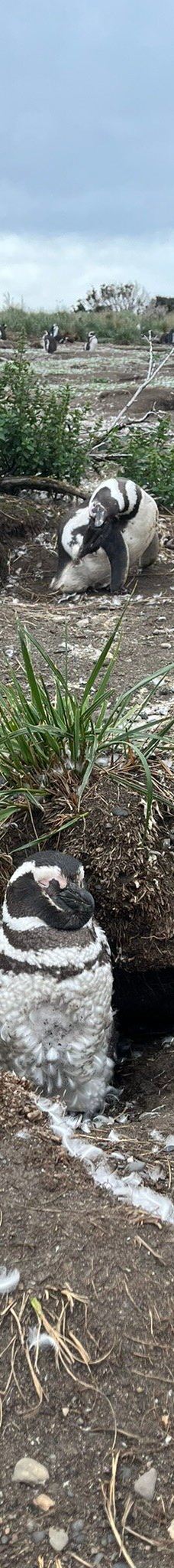 Isla Martillo-乌斯怀亚