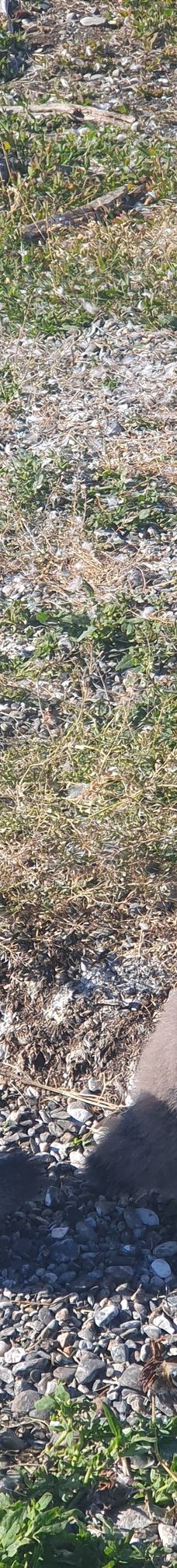 Isla Martillo-乌斯怀亚