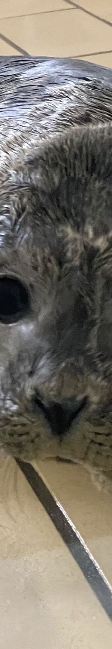 Seehundstation und Waloseum-诺德代希