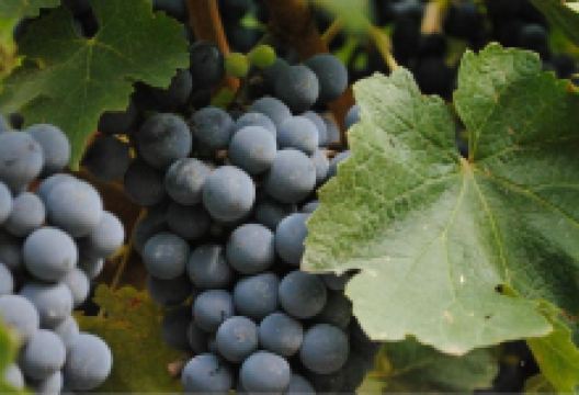 Bodega Lanzarini景点图片
