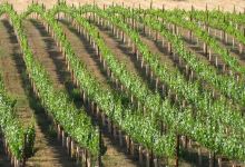 Chuparosa Vineyards景点图片