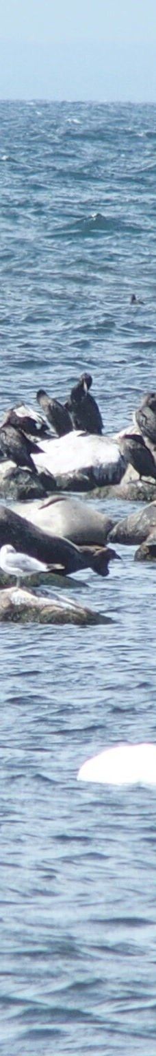 Långe Jan-默尔比隆阿