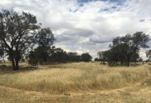 Minyip Bushland Reserve景点图片