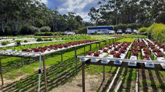 Barramundi Farm